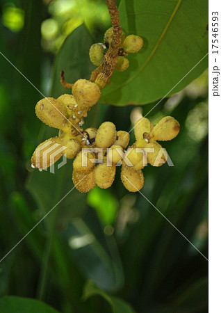 金香木の写真素材 - PIXTA