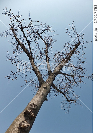 樹木 コブシ こぶし 裸木の写真素材
