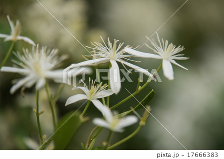 花言葉 安全 の写真素材