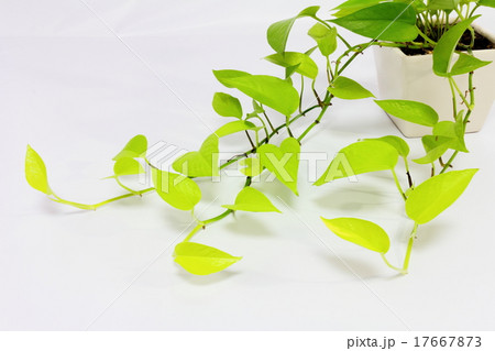 ポトス ランナー 鉢植え 観葉植物の写真素材