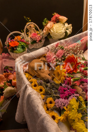 棺 花 花束 葬儀の写真素材
