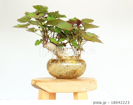 根菜 サツマイモ 水栽培 植物の写真素材