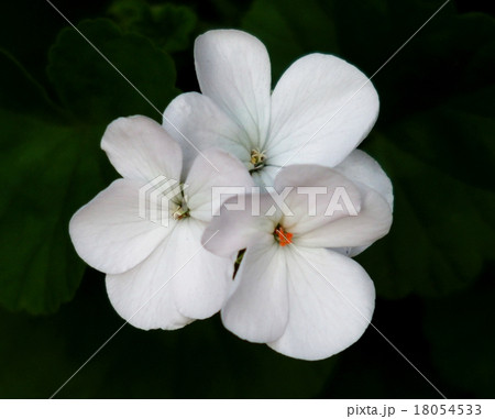 ゼラニウム 白 花壇 白い花の写真素材