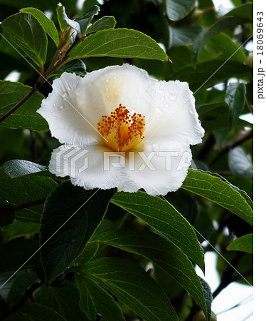 ナツツバキ つぼみ シャラ 夏椿の写真素材
