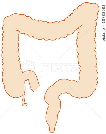大腸イラストのイラスト素材 18788083 Pixta