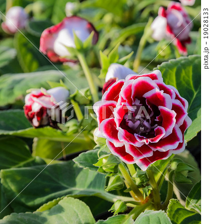 グロキシニア 花 赤色 植物の写真素材