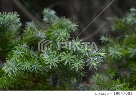 やわらすぎ 柔杉の写真素材