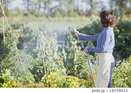 女性 水やり 水撒き 畑の写真素材