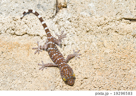 卵 ヤモリ 白 爬虫類の写真素材