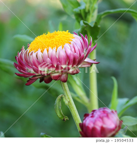 花 エバーラスティング お花 フラワーの写真素材