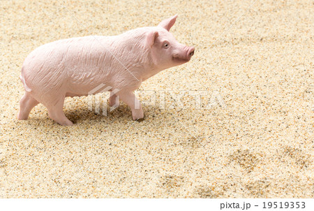 豚 足跡 歩く 砂の写真素材