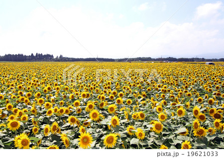 宮崎県 児湯郡 高鍋町 ひまわりの写真素材