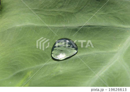 トトロの傘の写真素材