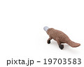 カモノハシ おもちゃのカモノハシ:Toy Platypusの写真素材 [19703581] - PIXTA