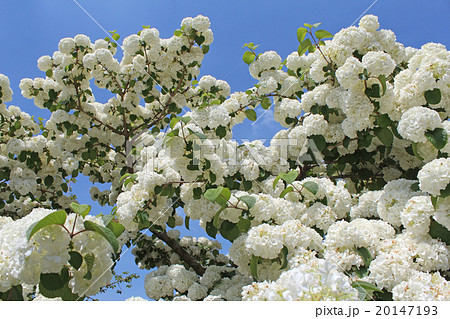 オオデマリ 花 手鞠花 庭木の写真素材