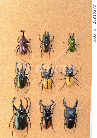 虫 ニジイロクワガタ ラコダールツヤクワガタ 動物の写真素材