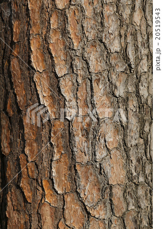 木の皮 テクスチャ 表面 質感 樹皮の写真素材