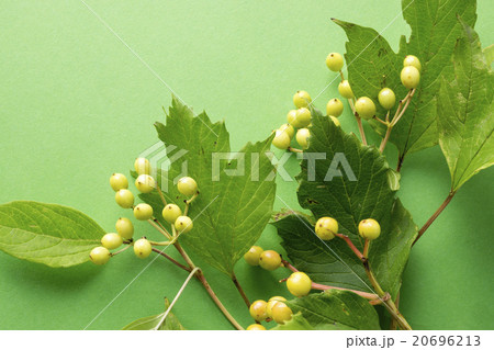 ビバーナムコンパクタ ビバーナムコンパクターベリー 実 植物の写真素材