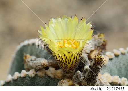 花 サボテン 温室 王冠竜 の写真素材