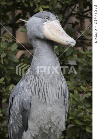 ハシビロコウ 鳥 くちばし 面白い顔の写真素材