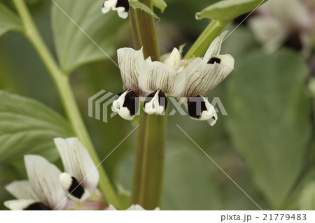 そら豆 ソラマメ そら豆の花 白い花の写真素材