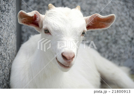 つの やぎ 子供 哺乳類の写真素材