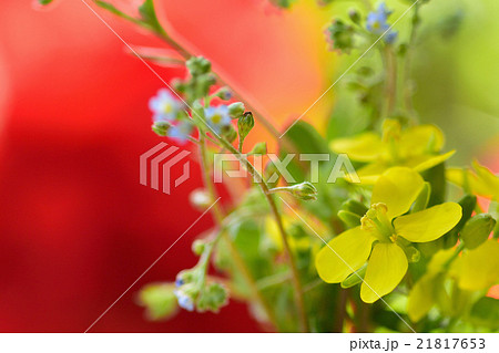 植物 小松菜の花 野菜 アブラナ科の写真素材