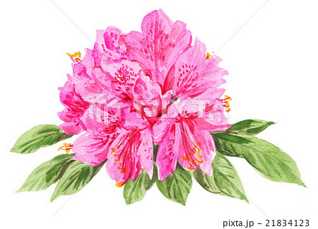 花 水彩 石楠花 ピンク色のイラスト素材