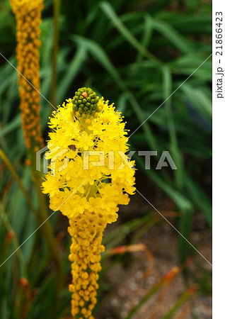 ブルビネラ 黄色花の写真素材