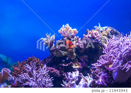ミドリイシ飼育の写真素材 ミドリイシ飼育の写真素材
