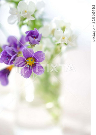 ギリア ギリアトワイライト 花 リナリアの写真素材