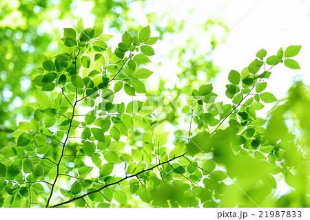 希少　♡Mookaite Jasper　ムーカイト♡　風景画　枝葉　2個セット 枝葉の写真素材 - PIXTA