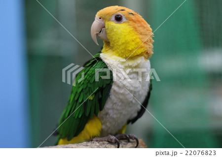 インコ 鳥 小鳥 シロハラインコの写真素材 - PIXTA