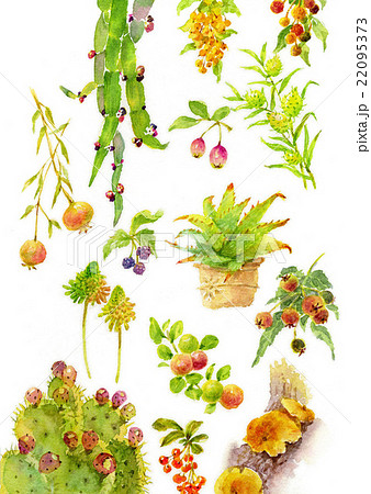 植物図鑑のイラスト素材