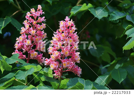 マロニエ 花の写真素材