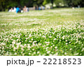 芝生に咲く白い花の写真素材