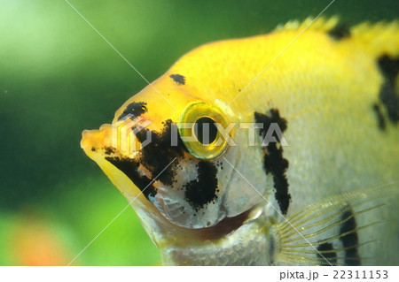 ベラ亜目 淡水魚の写真素材