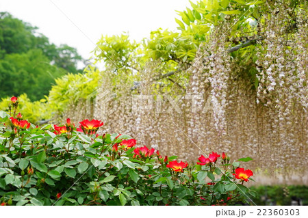 植物 花 薔薇 カクタスの写真素材