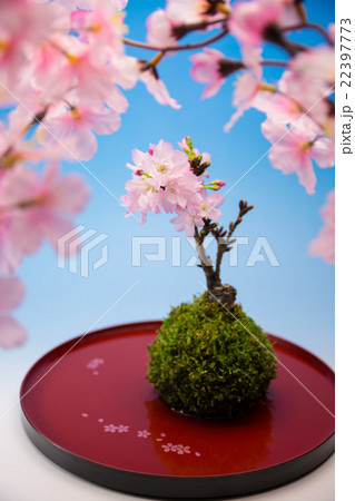 桜盆栽の写真素材 桜盆栽の写真素材