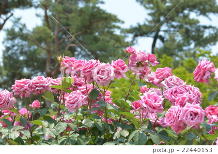 花 バラ 紫雲 春の写真素材