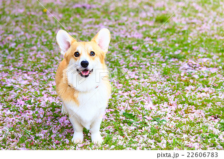 犬 ウェルシュ・コーギー・ペンブローク お散歩 桜の写真素材 - PIXTA