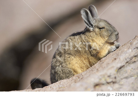 動物 ビスカッチャ 成人 大人の写真素材