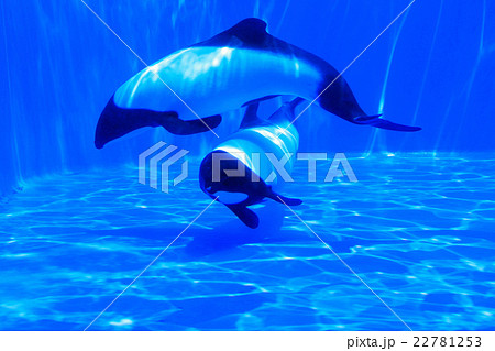 パルス音 パルスの写真素材