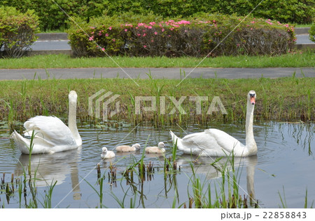 白鳥 ひな 雛 ひな鳥の写真素材