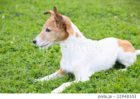 犬 小型犬 ジャックラッセルテリア 横向きの写真素材