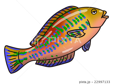 魚 海水魚 動物 ベラのイラスト素材