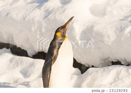 ペンギンウォークの写真素材