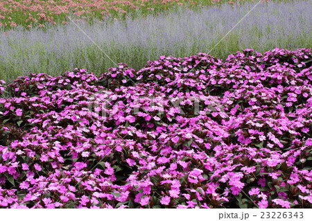 花 アルストロメリア 花畑 ピンクの写真素材