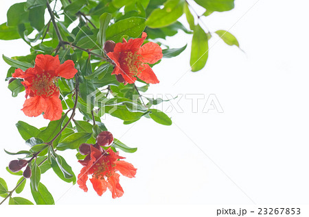 ザクロの花の写真素材 Pixta