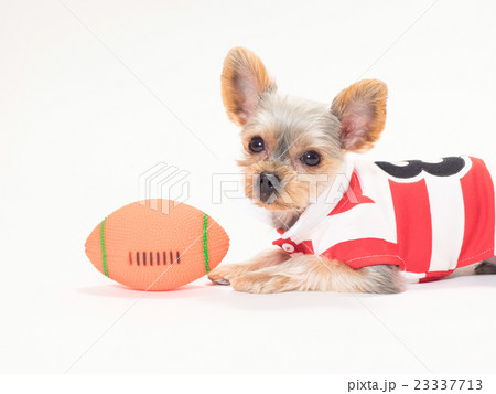 ラグビー 犬 動物 戌の写真素材